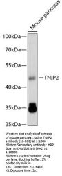 TNIP2 Antibody