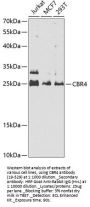 CBR4 Antibody