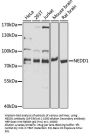 NEDD1 Antibody