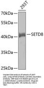 SETD8 Antibody
