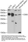 CD63 Antibody