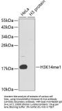 MonoMethyl-Histone H3-K14 pAb