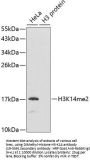 DiMethyl-Histone H3-K14 pAb