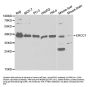 ERCC1 Antibody