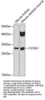 CCNG1 Antibody