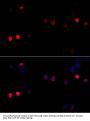 CCNG1 Antibody