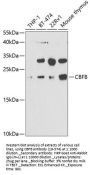 CBFB Antibody