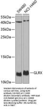 GLRX Antibody