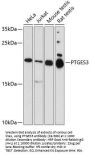 PTGES3 Antibody