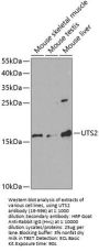 UTS2 Antibody