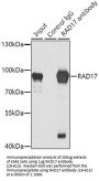 RAD17 Antibody