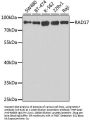 RAD17 Antibody
