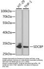 SDCBP Antibody