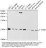 TCEB2 Antibody