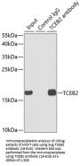 TCEB2 Antibody