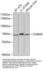 CHRM5 Antibody