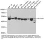 ACTL6A Antibody