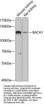 BACH1 Antibody