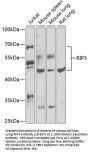RIP3 Antibody