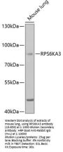 RPS6KA3 Antibody