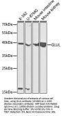 GLUL Antibody, KO Validated