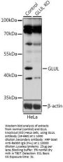 GLUL Antibody, KO Validated