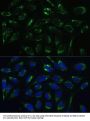 HSD17B10 Antibody