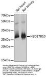 HSD17B10 Antibody