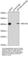 HIF1AN Antibody