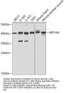 HIF1AN Antibody