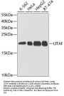 LITAF Antibody