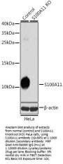 S100A11 Antibody, KO Validated