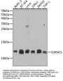 S100A11 Antibody, KO Validated