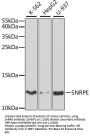 SNRPE Antibody