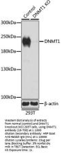 DNMT1 Antibody, KO Validated
