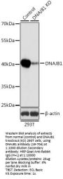 DNAJB1 Antibody, KO Validated