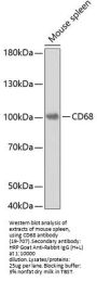 CD68 Antibody