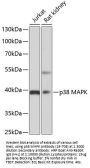 p38 MAPK Antibody