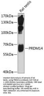 PRDM14 Antibody