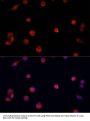 PRDM14 Antibody