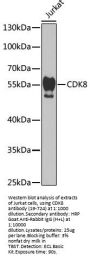 CDK8 Antibody, KO Validated