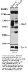 CDK8 Antibody, KO Validated
