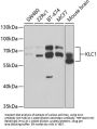 KLC1 Antibody