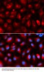 KLC1 Antibody