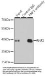 RNF2 Antibody