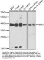 RNF2 Antibody