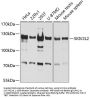 SKIV2L2 Antibody
