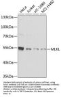 MLKL Antibody