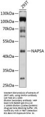 NAPSA Antibody