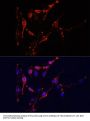 ICAM1 Antibody